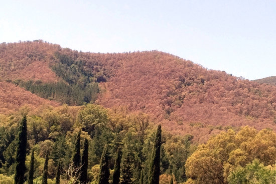 L'afectació de l'eruga del suro a suredes del Maresme | ACN