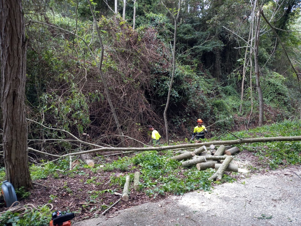 Pla mitjà de diversos operaris treballant en l'eliminació de plantes exòtiques al torrent de la Pedrosa aquest dijous 21 d'octubre de 2021. (Horitzontal)