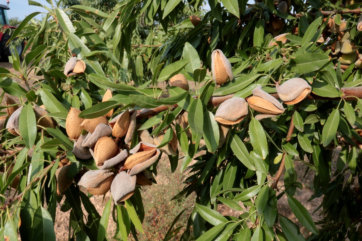 Pla detall d'ametlles de la varietat Vayro en una finca d'Aspa, el 25 d'agost del 2021. (Horitzontal)