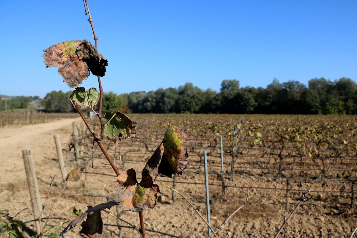 Detall d'un pàmpol de vinya ecològica en plena tardor. Imatge del 28 d'octubre del 2021. (Horitzontal)